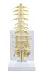 Sacrum T8 Spine