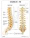 Sacrum T8 Spine