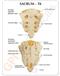 Sacrum T8 Spine