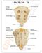 Sacrum T8 Spine