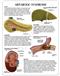 Metabolic Syndrome