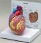 Heart Model