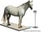 Large Capacity Veterinary Platform Scale - 3000 lbs