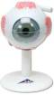 Standard Anatomical Eye Model 3X Full Si