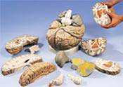 Giant Anatomy Brain Model