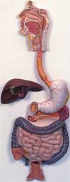 Anatomical Model Digestive System