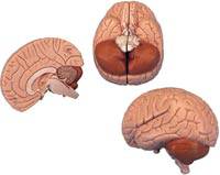 2 Part Brain Anatomy Model