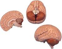 Brain Anatomy Model