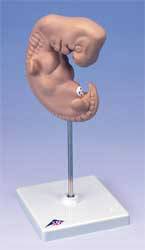 Life Size Embryo Model