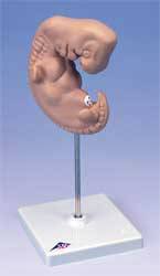 25x Life Size Embryo Model