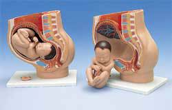 Pregnancy Pelvis Model