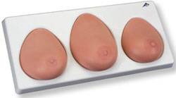 3-Piece Breast Examination Anatomical Model
