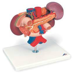 Kidney Anatomical Model