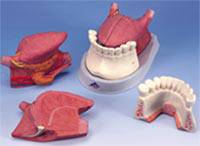 Tongue Anatomical Models