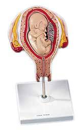 Fetus, Breech Position Model