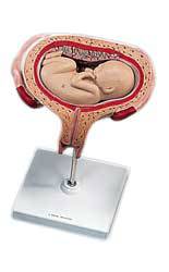 5th Month Fetus, Transverse Lie Model