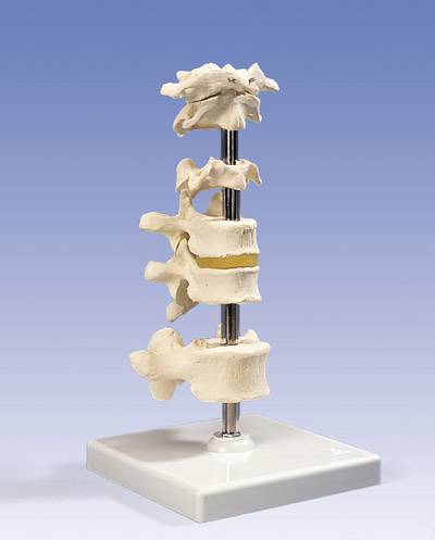 Vertebrae Model