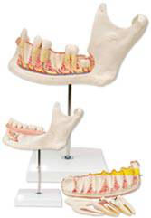 Half Lower Jaw Anatomy Model