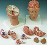 Brain w/ Arteries Model