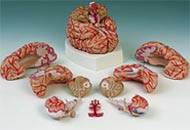Brain w/ Arteries Anatomical Model