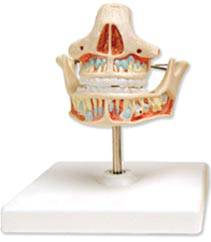 Adult Milk Dentures Anatomical Model
