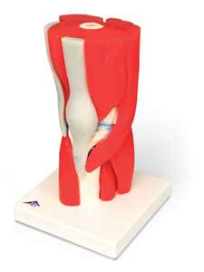 Knee Joint Model