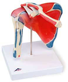 Shoulder Joint w/ Rotator Cuff Model