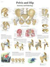 Pelvis and Hip Chart