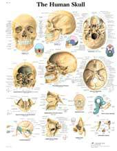 Professional Human Skull Chart