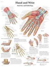 Anatomical Charts