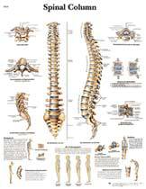 Anatomical Charts