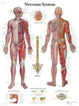 Anatomical Charts