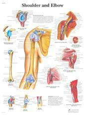 Professional Shoulder and Elbow Chart