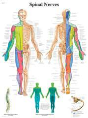 Spinal Nerves Chart