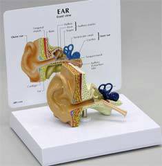 Anatomical Ear Model