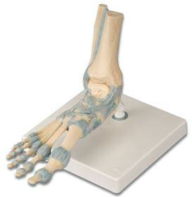 Anatomical Foot Skeleton Model w/ Ligame