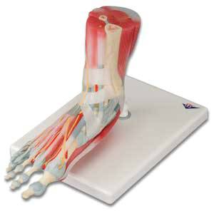 Anatomical Foot Skeleton Model Ligaments and Muscles