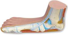 Anatomical Human Flat Foot Model