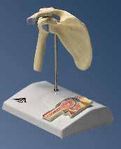 Anatomical Mini Shoulder Joint w/ Cross-Section Model