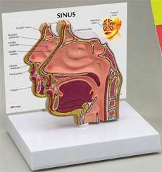 Anatomical Sinus Model