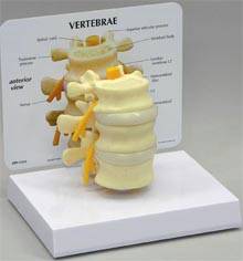 Anatomical Vertebrae Model