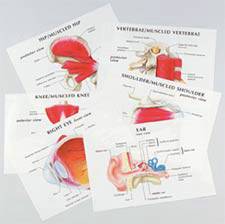 Anatomy Transparency Set