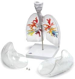 CT Bronchial Tree Model w/ Larynx and Transparent Lungs