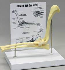 Canine Elbow Model