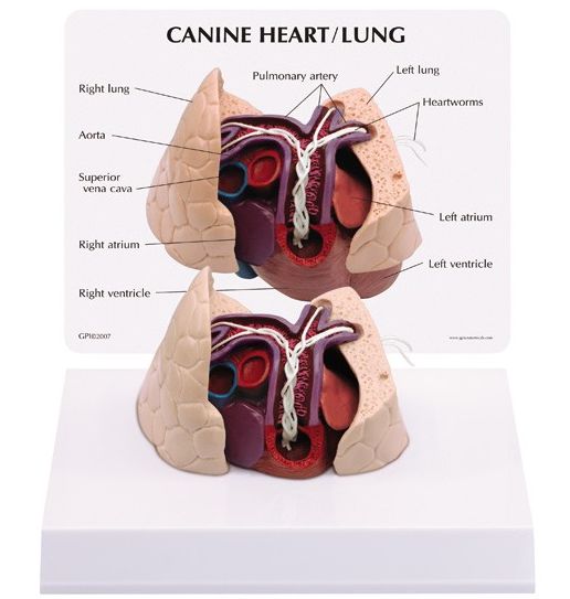 Canine Heart Heartworm