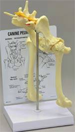 Canine Hip Model