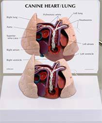 Canine Heart & Lung Model