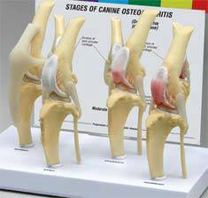 Canine Osteoarthritis Knee Models