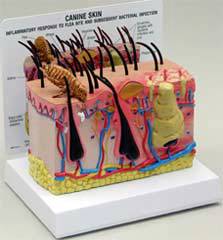 Canine Skin Model w/ Flea Bite