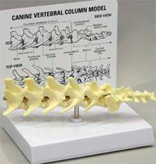 Canine Vertebrae Model